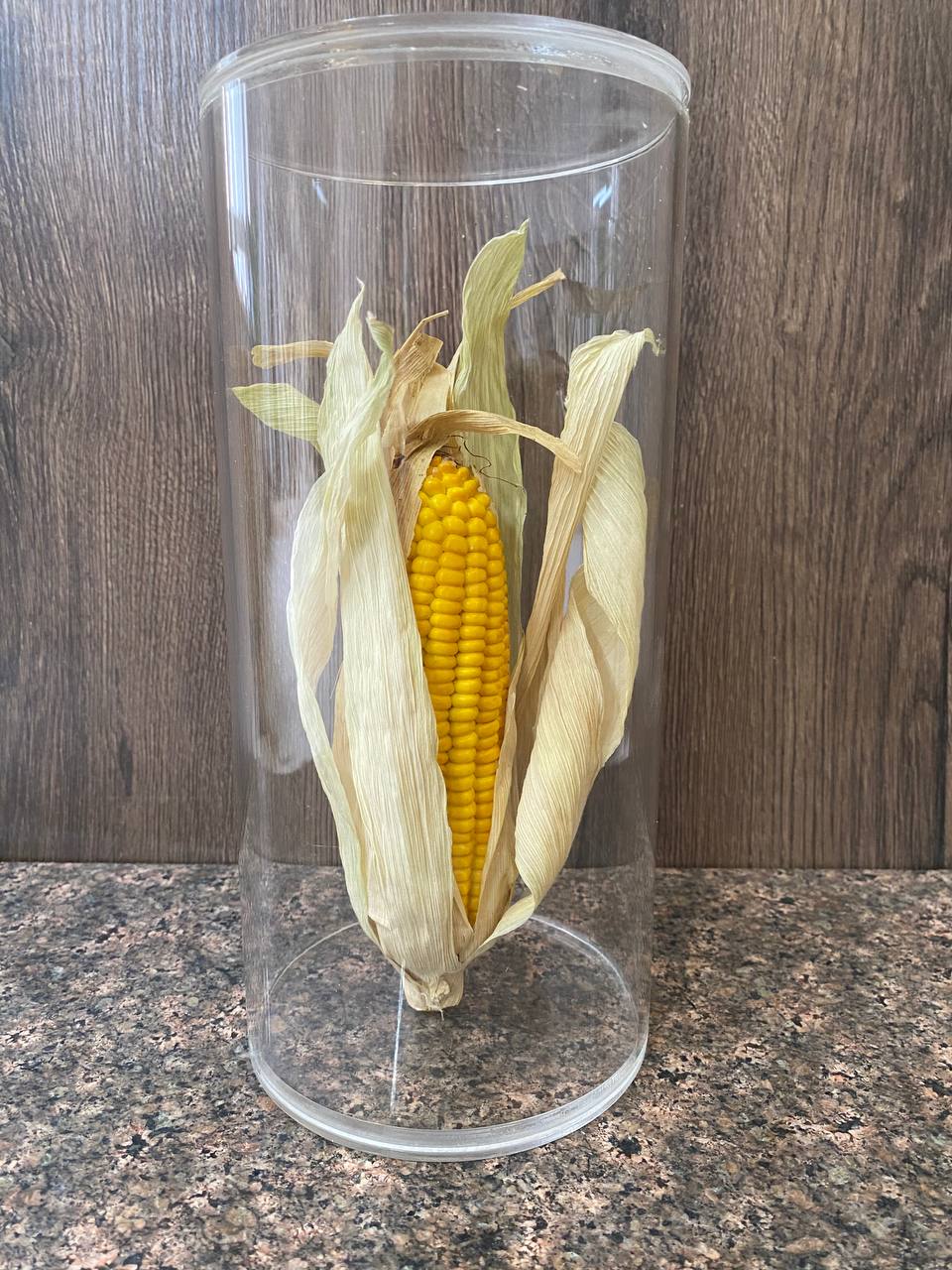 time capsule with corn replica