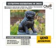 Bronze sculptures of animals. Dog. Manufacturing of bronze sculptures to order in Ukraine.