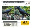 Бронзова скульптура Ворона. Виробництво статуеток птахів в Україні.